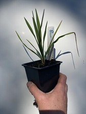 Yucca filamentosa - Needle