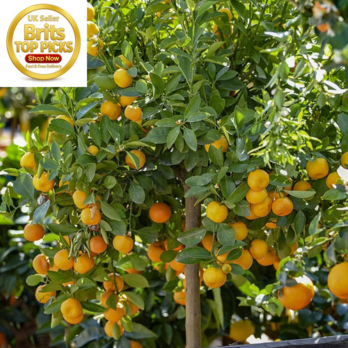 Citrus orange tree in - citrus, 'orange'