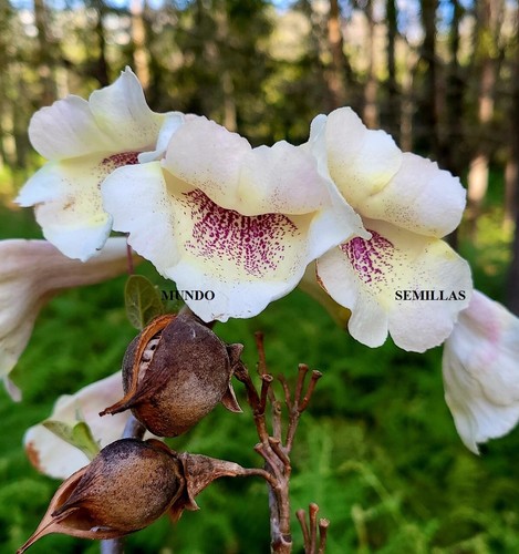 100 seeds paulownia tomentosa - paulownia,