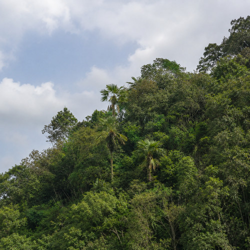 Trachycarpus moc chau - trachycarpus, chau'