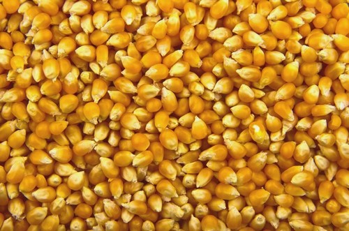 Buy get free 1x 500g - free*,