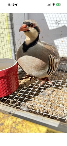 Chukar fertile hatching eggs - chukar,