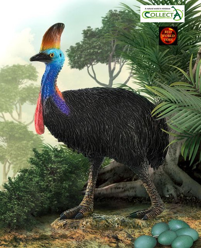 Southern cassowary australian - southern,