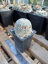 Mammillaria lasiacantha - own roots, never grafted, seed grown cactus