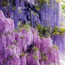 40Pcs Purple  Dragon Chinese Wisteria Seeds Vine Climbing Flower Plants Bonsai 