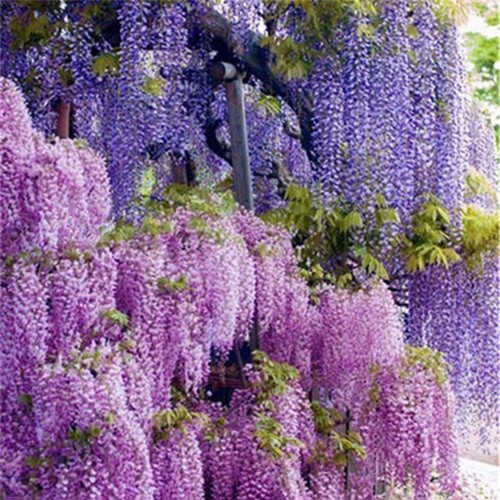 40pcs purple dragon - 40pcs,