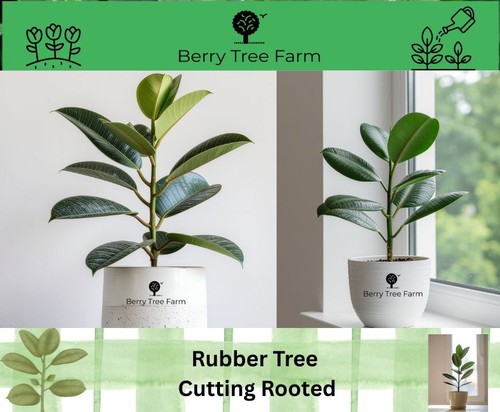 Ficus robusta rubber - robusta,, plant