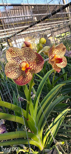 Rare vanda yai orchid - rare, 09