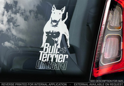 English bull terrier - english,