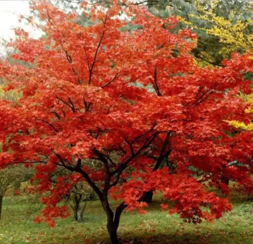 Acer tartaricum ssp ginnala - tartaricum, ssp.