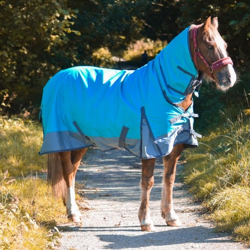 Outdoor winter turnout - winter, horse