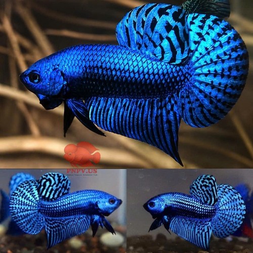 Wild betta alien blue round - betta,