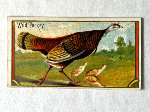 Allen ginter birds of - allen,