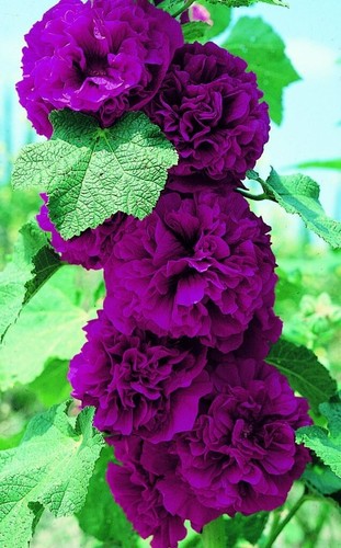 Chater violet double - chater's,