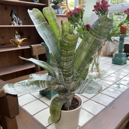 25cm aechmea fasciata primera - 25cm,