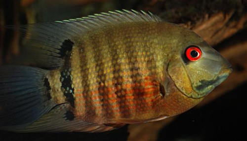 Tiger severum heros - tiger,