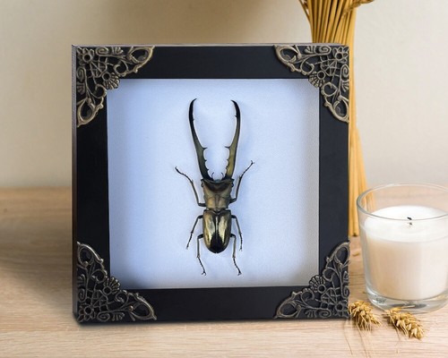 Gift for papa - real, framed