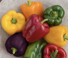 Sweet pepper  x8 PLUG PLANTS