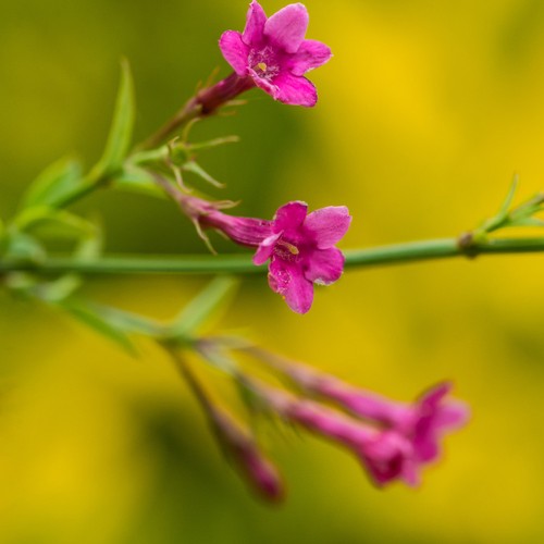 Jasminum beesianum pink - jasminum, /