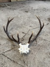 Scottish Red Deer Antlers