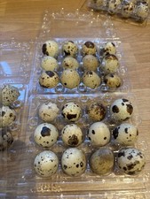 Quail Eggs, 24 ,2 dozen Fresh