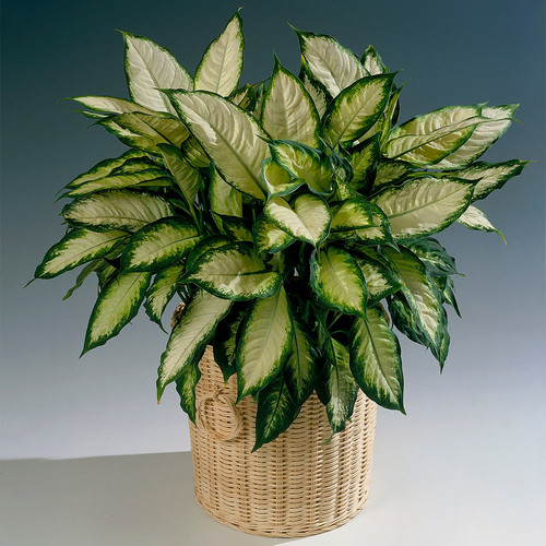Dieffenbachia mexican dumb - dieffenbachia,