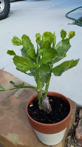 Brazilian prickly pear cactus - brazilian,