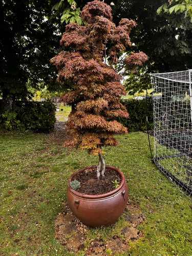 Japanese maple acer - japanese,