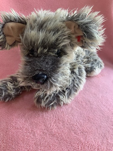 Cutesy cairn terrier dog - cutesy,