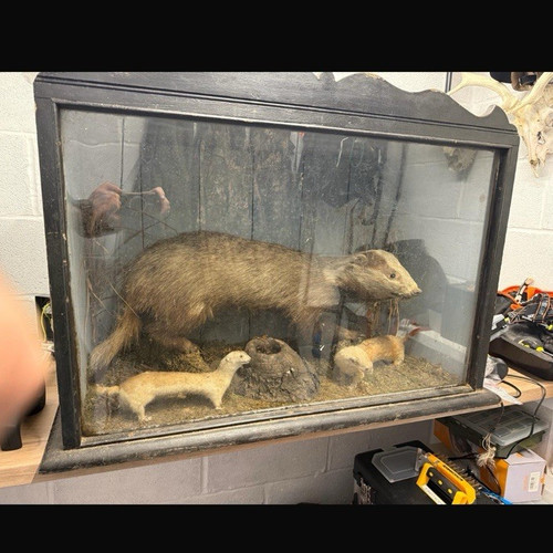 Badger taxidermy diorama - badger,