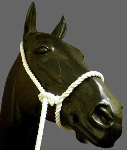 Rope halter showing - rope, white