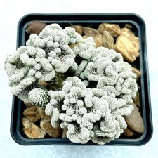 Pelecyphora aselliformis