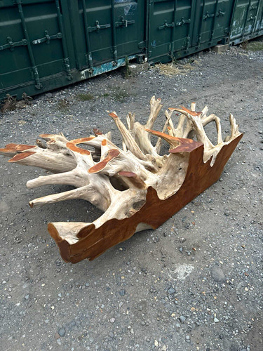 Huge solid teak - huge, root