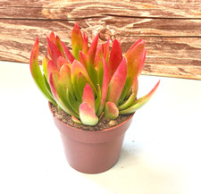 Crassula Capitella Campfire - Fire Red Crassula in 8.5 pot, Succulents, Cactus