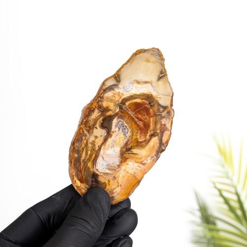 Taxidermy petrified wood - petrified, frame