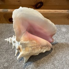 Vintage Large Queen Conch