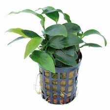 Medium Size Anubias Nana LIVE Aquarium Fresh Water Tropical Plant POST MON-THURS