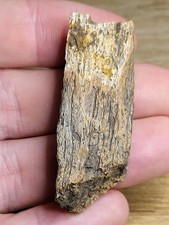 Real Dinosaur Fossil