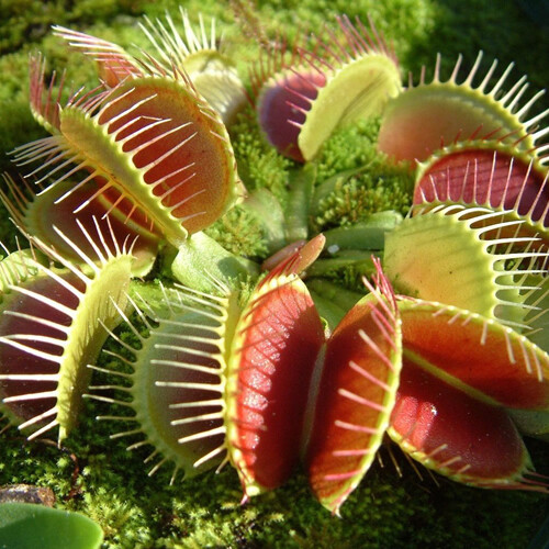 Venus fly trap dionaea - 1,