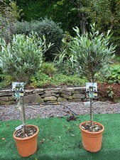 2 x Olive trees (Olea Europea) Evergreen ideal gift