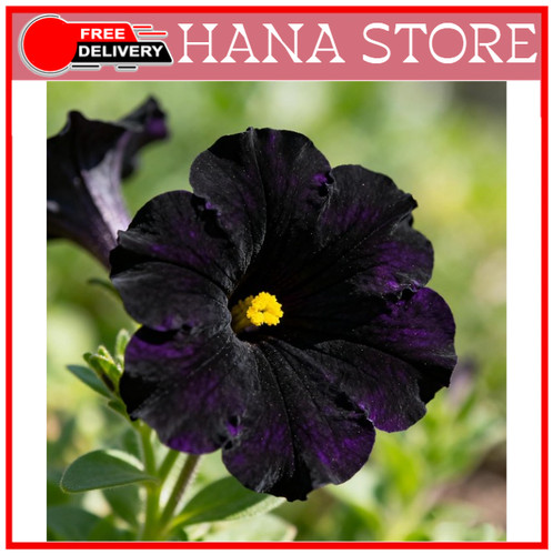 300 petunia seeds for - 300+,