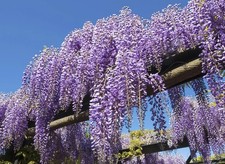 Wisteria sinensis (Chinese