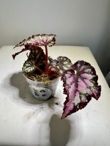 Begonia pachea plant - pachea,