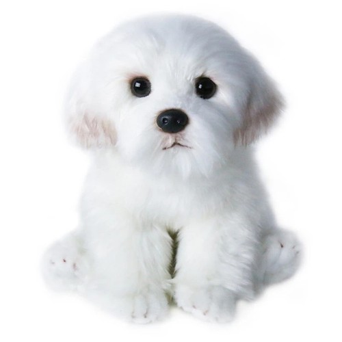 Bichon frise teddy - frise,