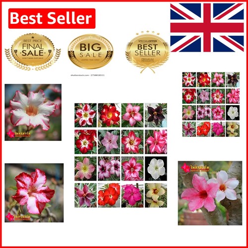 Adenium obesum seeds - 10, mixed