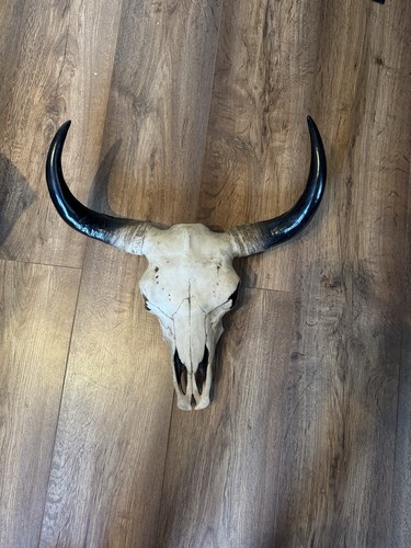 Ram bull cow goat - ram, wall