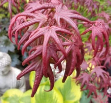 Acer Tree (Starfish) NEW Rare Japanese Maple 3L Pot 60cm Delivered to your door