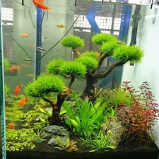 Lightweight Driftwood Aquarium