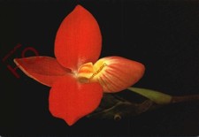 Picture Postcard:-Flowers, Eric Young Orchid Foundation, Phragmipedium Besseae