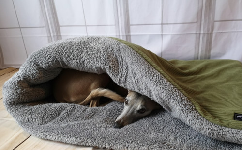 Olive jumbo cord - jumbo, dog